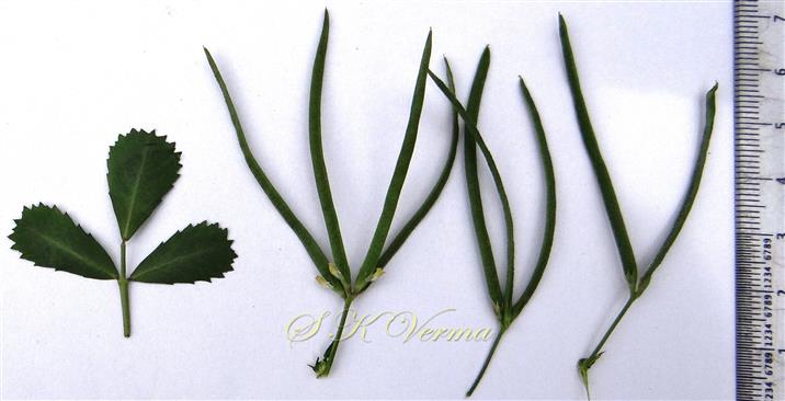  Leaf and Legumes (2-4 per inflorescence)